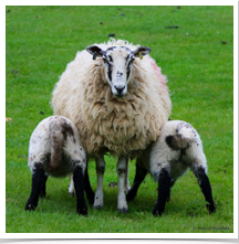 Sheep - Mom and Twins